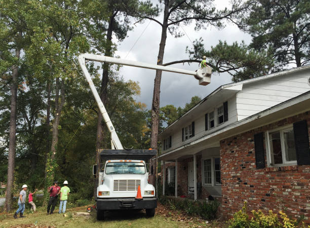 Kokomo, IN Tree Care Company