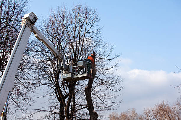 How Our Tree Care Process Works  in  Kokomo, IN